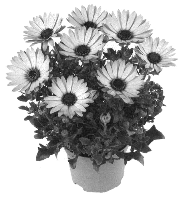 Figure 1 of US plant patent PP21341, the photograph of Fidostsuns printed in the patent.