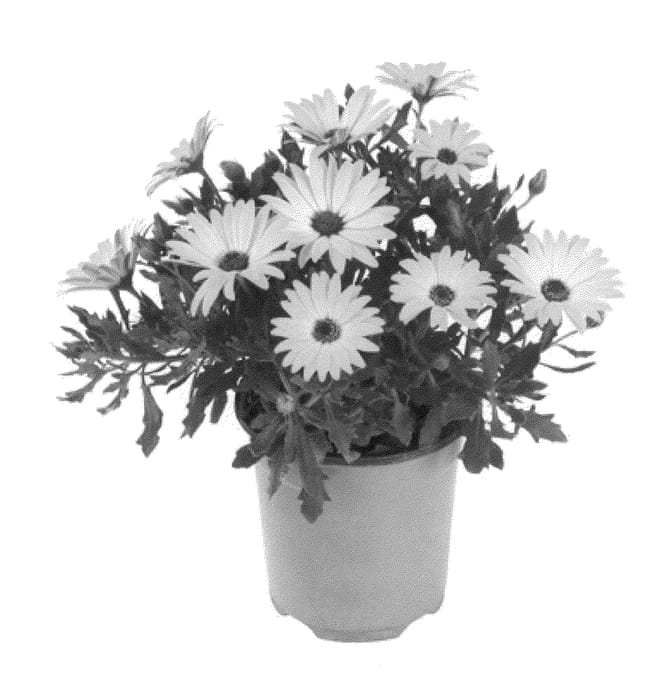 Figure 1 of US plant patent PP21342, the photograph of Fidostyel printed in the patent.