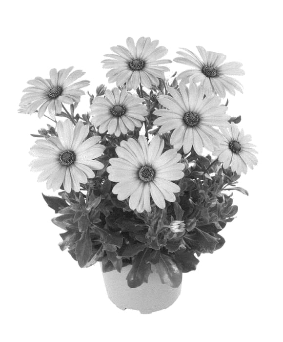 Figure 1 of US plant patent PP21343, the photograph of Fidostlil printed in the patent.
