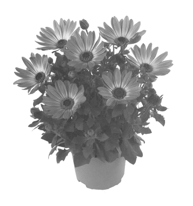 Figure 1 of US plant patent PP21344, the photograph of Fidostbrobic printed in the patent.