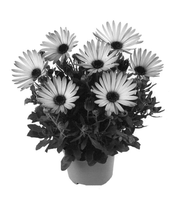 Figure 1 of US plant patent PP21345, the photograph of Fidostcar printed in the patent.