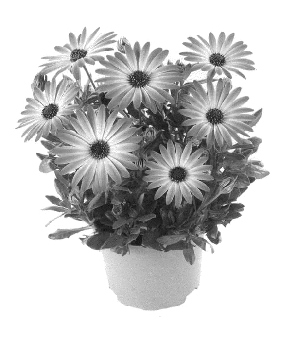 Figure 1 of US plant patent PP21346, the photograph of Fidostdapibic printed in the patent.