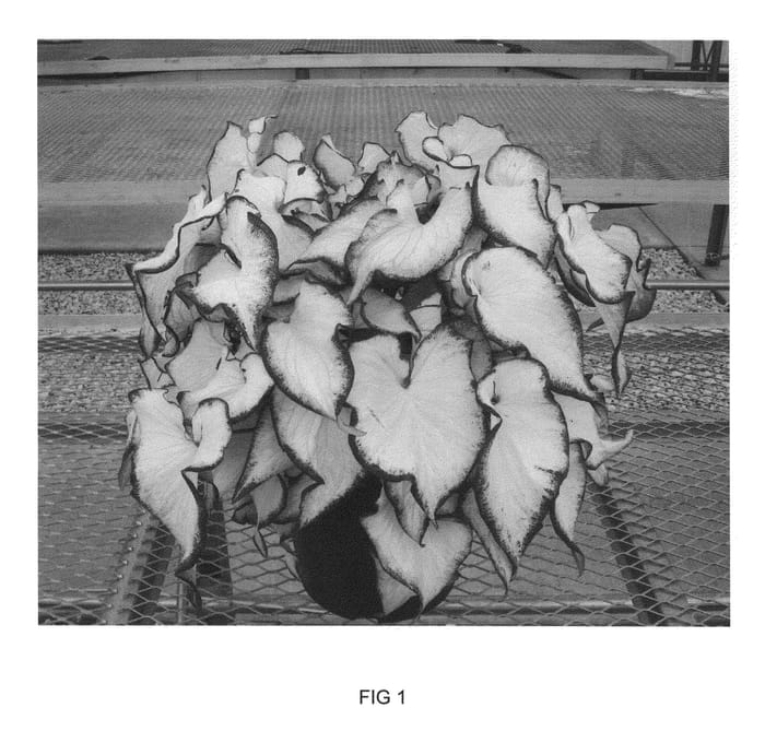 Figure 1 of US plant patent PP21347, the photograph of UF340 printed in the patent.