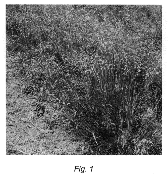 Figure 1 of US plant patent PP21348, the photograph of B-5.0815 printed in the patent.