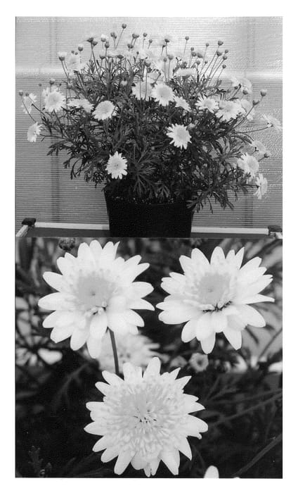Figure 1 of US plant patent PP21349, the photograph of Bonmadlem printed in the patent.