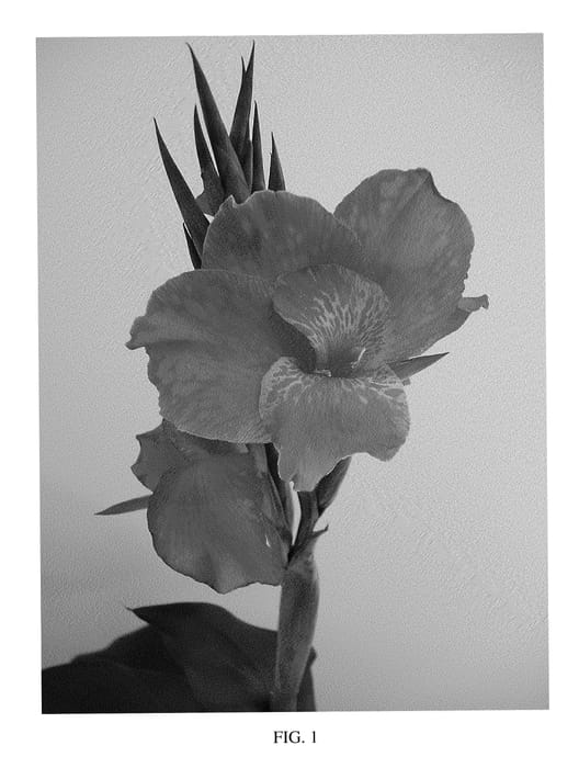 Figure 1 of US plant patent PP21350, the photograph of LON01 printed in the patent.
