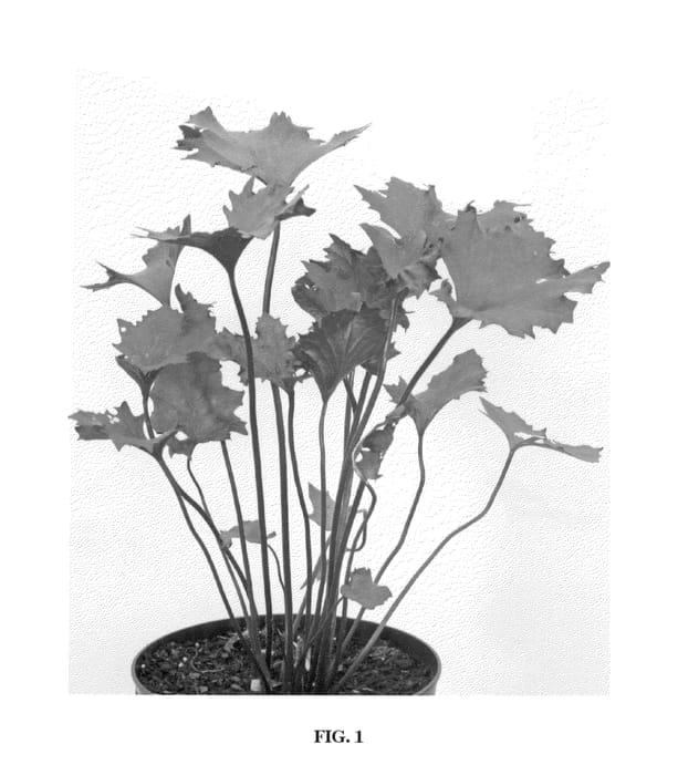 Figure 1 of US plant patent PP21351, the photograph of Osiris Cafe Noir printed in the patent.