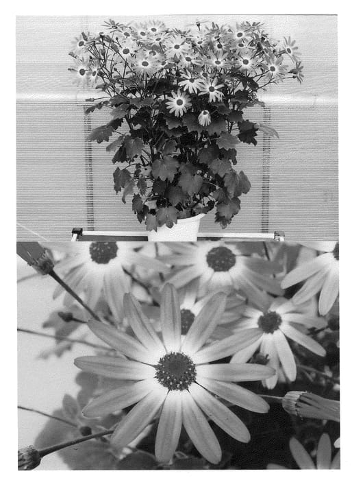 Figure 1 of US plant patent PP21353, the photograph of Sunsenepiba printed in the patent.