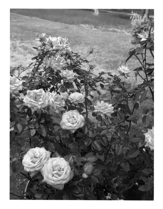 Figure 1 of US plant patent PP21354, the photograph of SAVorockies printed in the patent.