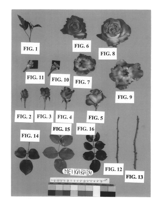 Figure 1 of US plant patent PP21355, the photograph of Meikarady printed in the patent.