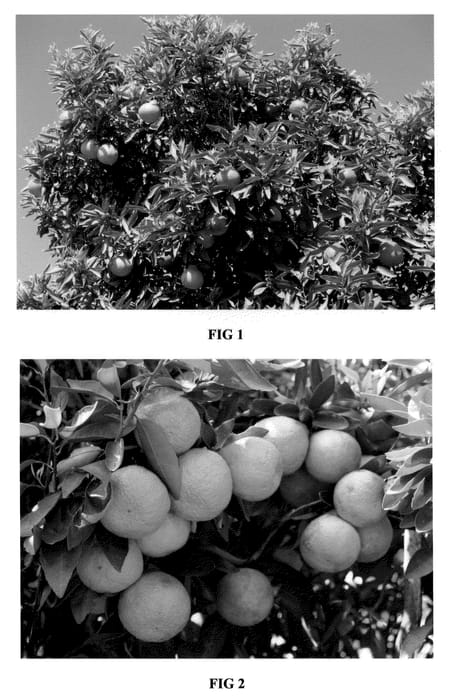 Figure 1 of US plant patent PP21356, the photograph of LB8-9 printed in the patent.