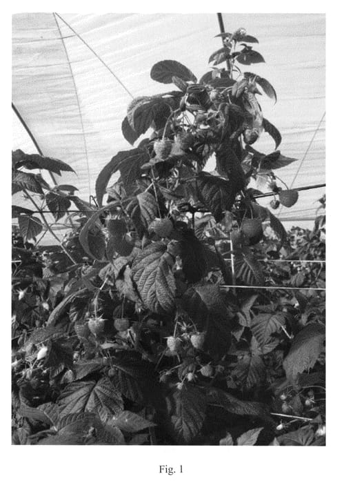 Figure 1 of US plant patent PP21357, the photograph of Sugana printed in the patent.