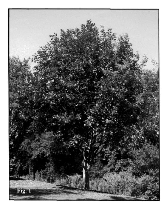 Figure 1 of US plant patent PP21359, the photograph of Taylor printed in the patent.