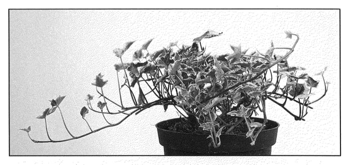 Figure 1 of US plant patent PP21360, the photograph of Magic Dust printed in the patent.