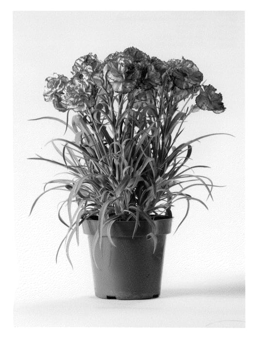 Figure 1 of US plant patent PP21361, the photograph of CFPC Chantilly printed in the patent.