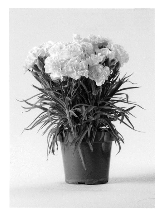 Figure 1 of US plant patent PP21362, the photograph of CFPC Adele printed in the patent.