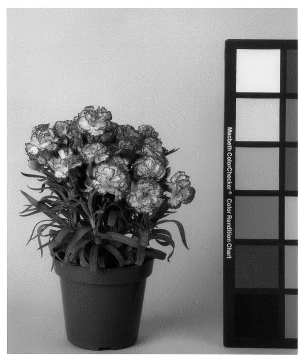 Figure 1 of US plant patent PP21363, the photograph of CFPC Miso printed in the patent.