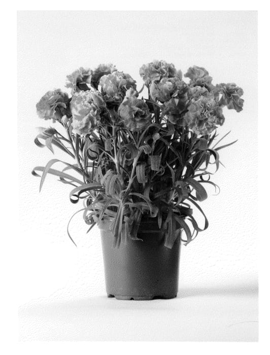 Figure 1 of US plant patent PP21364, the photograph of CFPC Pink Tess printed in the patent.
