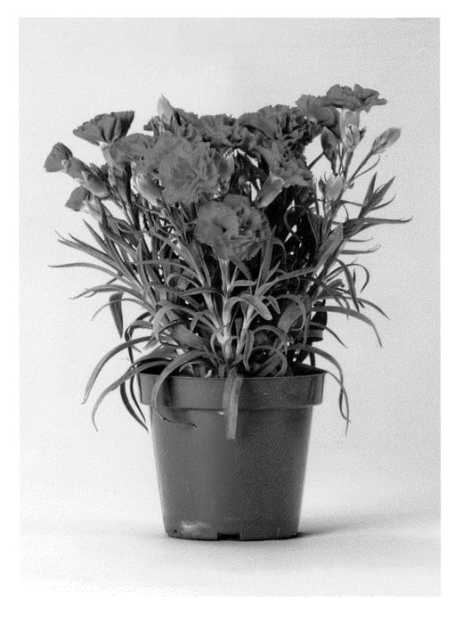 Figure 1 of US plant patent PP21365, the photograph of CFPC Cheerful printed in the patent.