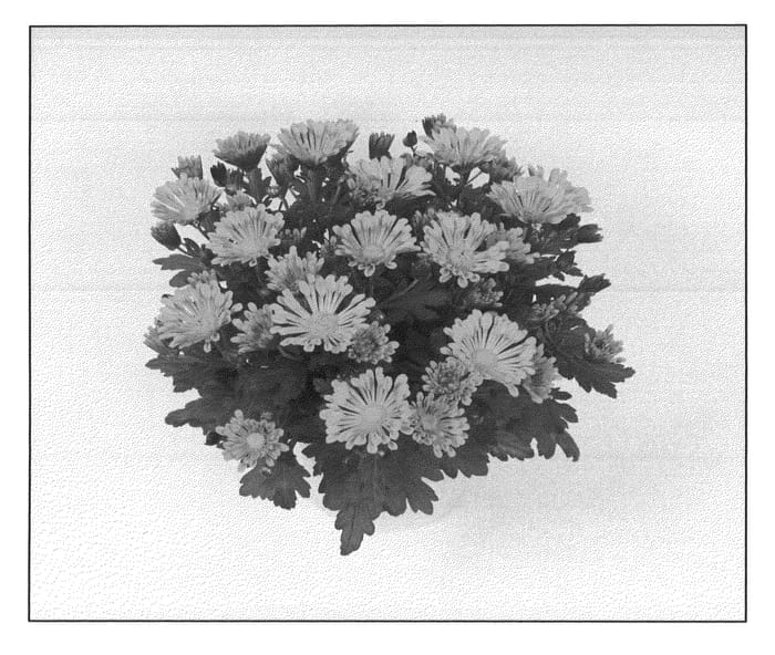Figure 1 of US plant patent PP21366, the photograph of Foxy Time printed in the patent.
