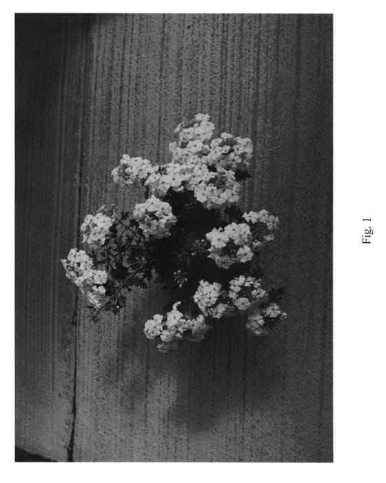 Figure 1 of US plant patent PP21367, the photograph of Gruelox 01 printed in the patent.