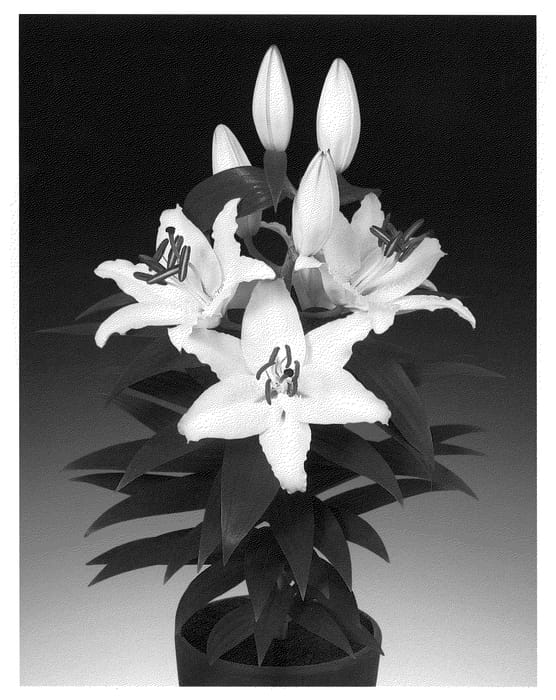 Figure 1 of US plant patent PP21368, the photograph of Sunny Bahamas printed in the patent.