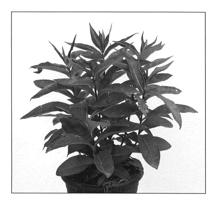 Figure 1 of US plant patent PP21369, the photograph of Ditomfav printed in the patent.