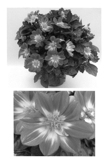 Figure 1 of US plant patent PP21370, the photograph of Golia Rosbi printed in the patent.