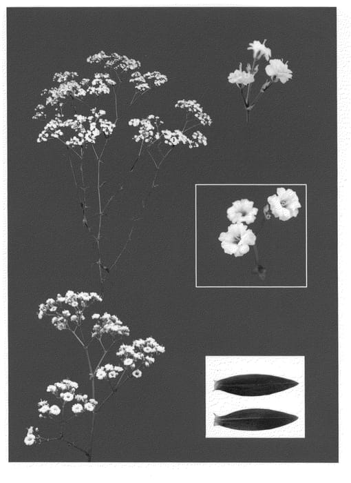 Figure 1 of US plant patent PP21371, the photograph of Esm Genesis printed in the patent.