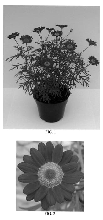 Figure 1 of US plant patent PP21372, the photograph of Bonmadre printed in the patent.
