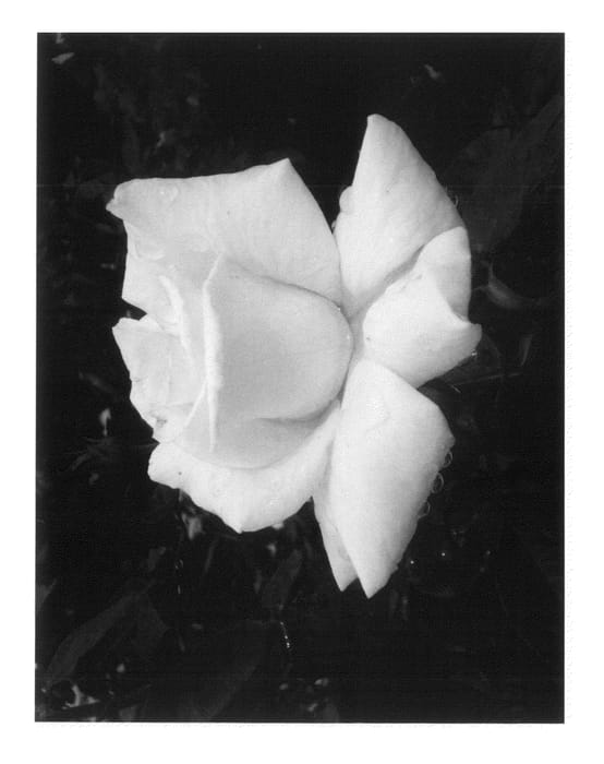 Figure 1 of US plant patent PP21373, the photograph of Witharoma printed in the patent.