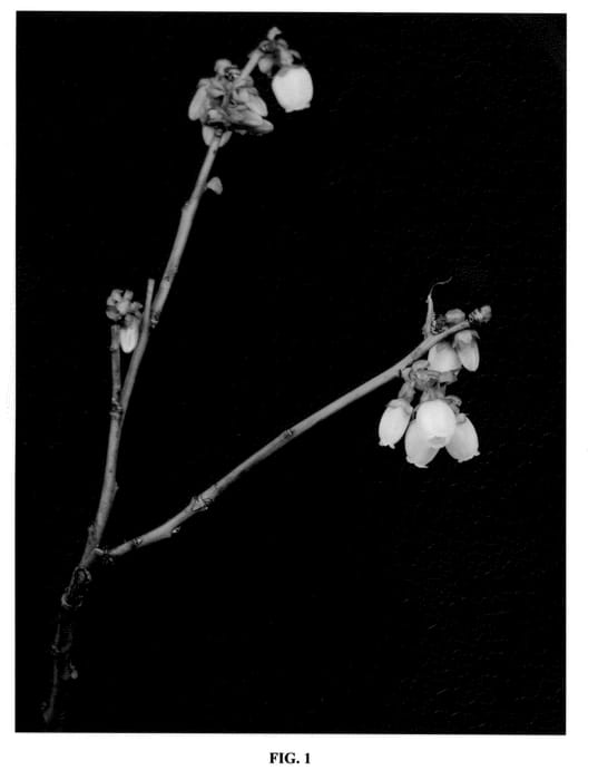 Figure 1 of US plant patent PP21374, the photograph of FL05-627 printed in the patent.