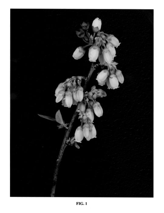 Figure 1 of US plant patent PP21375, the photograph of FL05-107 printed in the patent.