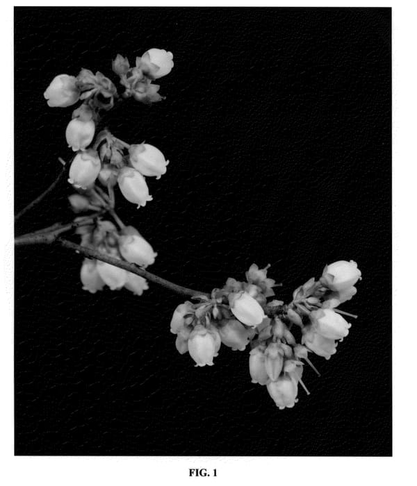 Figure 1 of US plant patent PP21376, the photograph of FL04-235 printed in the patent.