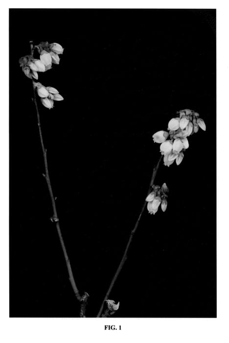 Figure 1 of US plant patent PP21377, the photograph of FL03-291 printed in the patent.