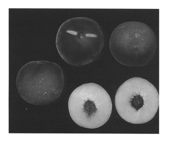 Figure 1 of US plant patent PP21378, the photograph of KV00398 printed in the patent.