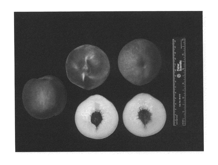 Figure 1 of US plant patent PP21379, the photograph of KV981175 printed in the patent.