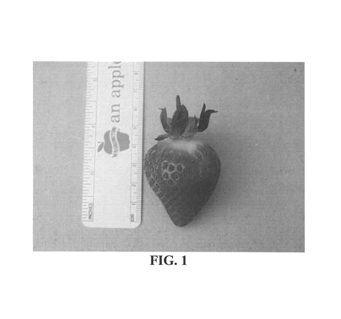Figure 1 of US plant patent PP21380, the photograph of Sweet Eve printed in the patent.