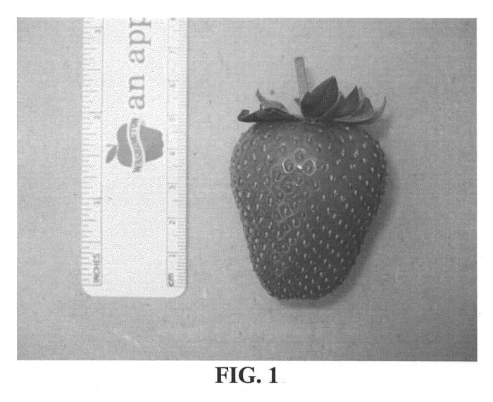 Figure 1 of US plant patent PP21381, the photograph of Eves Delight printed in the patent.