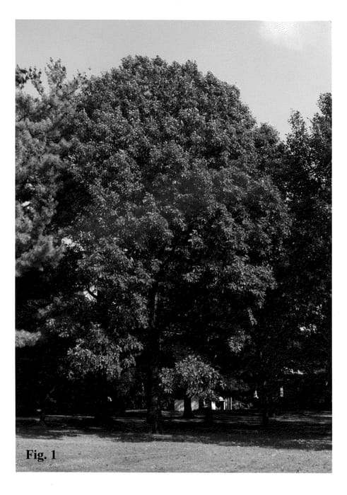 Figure 1 of US plant patent PP21382, the photograph of Tabor printed in the patent.