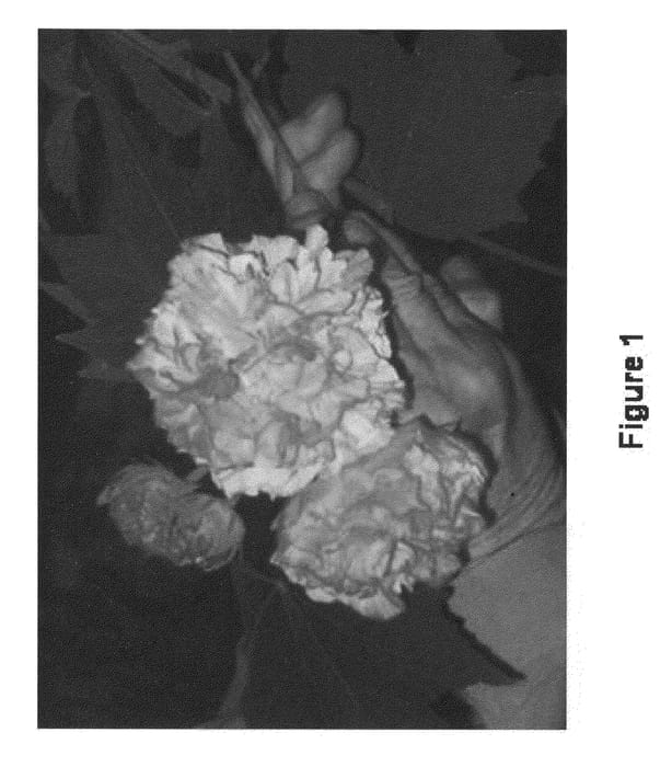 Figure 1 of US plant patent PP21383, the photograph of Alma's Star printed in the patent.