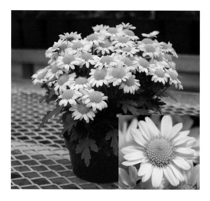 Figure 1 of US plant patent PP21384, the photograph of Sunny Yomistique printed in the patent.