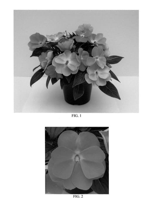 Figure 1 of US plant patent PP21385, the photograph of DANCEL844 printed in the patent.