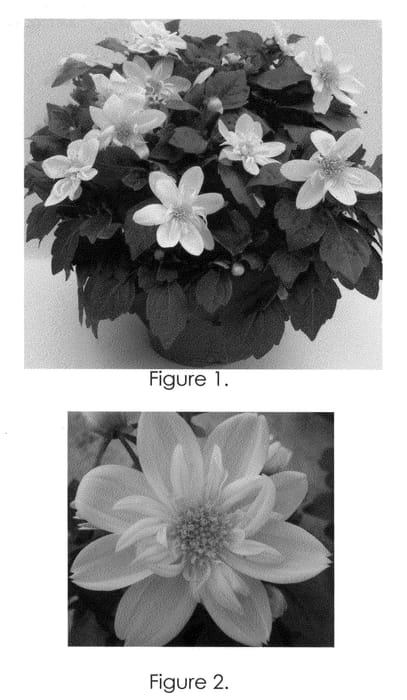 Figure 1 of US plant patent PP21386, the photograph of Golia Dbyel printed in the patent.