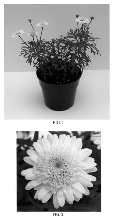 Figure 1 of US plant patent PP21387, the photograph of Bonmadcivy printed in the patent.