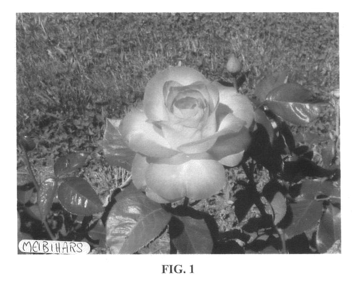 Figure 1 of US plant patent PP21388, the photograph of Meibihars printed in the patent.
