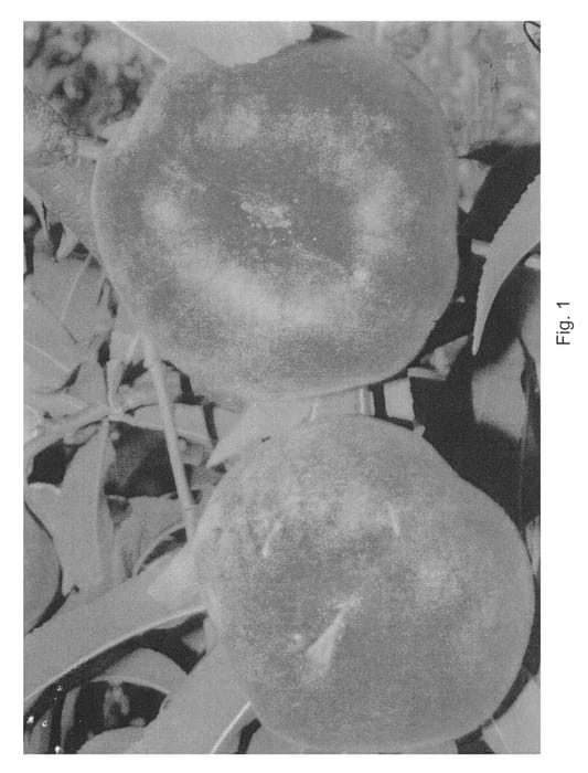 Figure 1 of US plant patent PP21389, the photograph of Flatpretty printed in the patent.