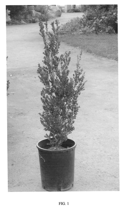 Figure 1 of US plant patent PP21390, the photograph of Robbuxupt printed in the patent.