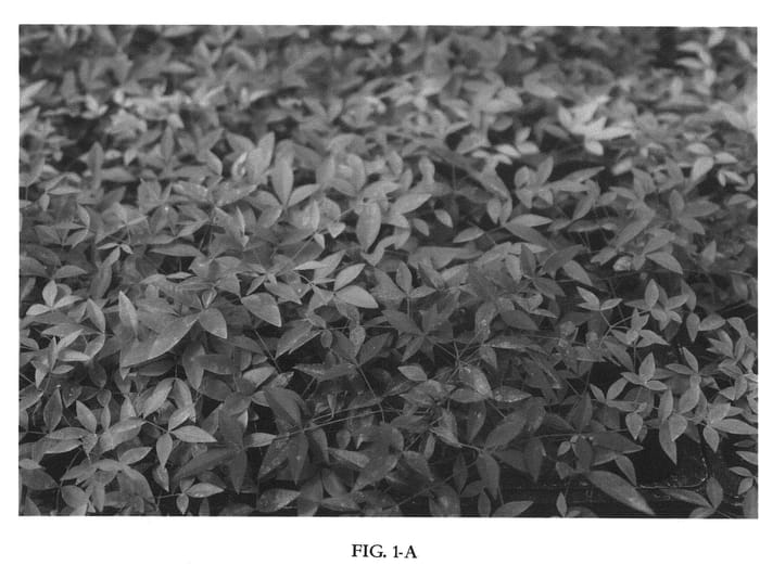 Figure 1 of US plant patent PP21391, the photograph of Murasaki printed in the patent.