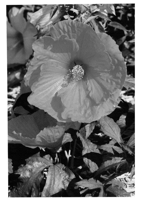 Figure 1 of US plant patent PP21392, the photograph of Dave Fleming printed in the patent.